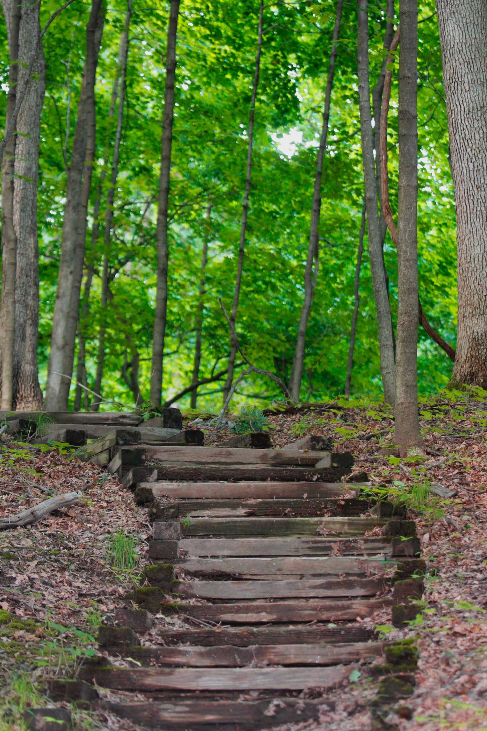 Steps in the woods